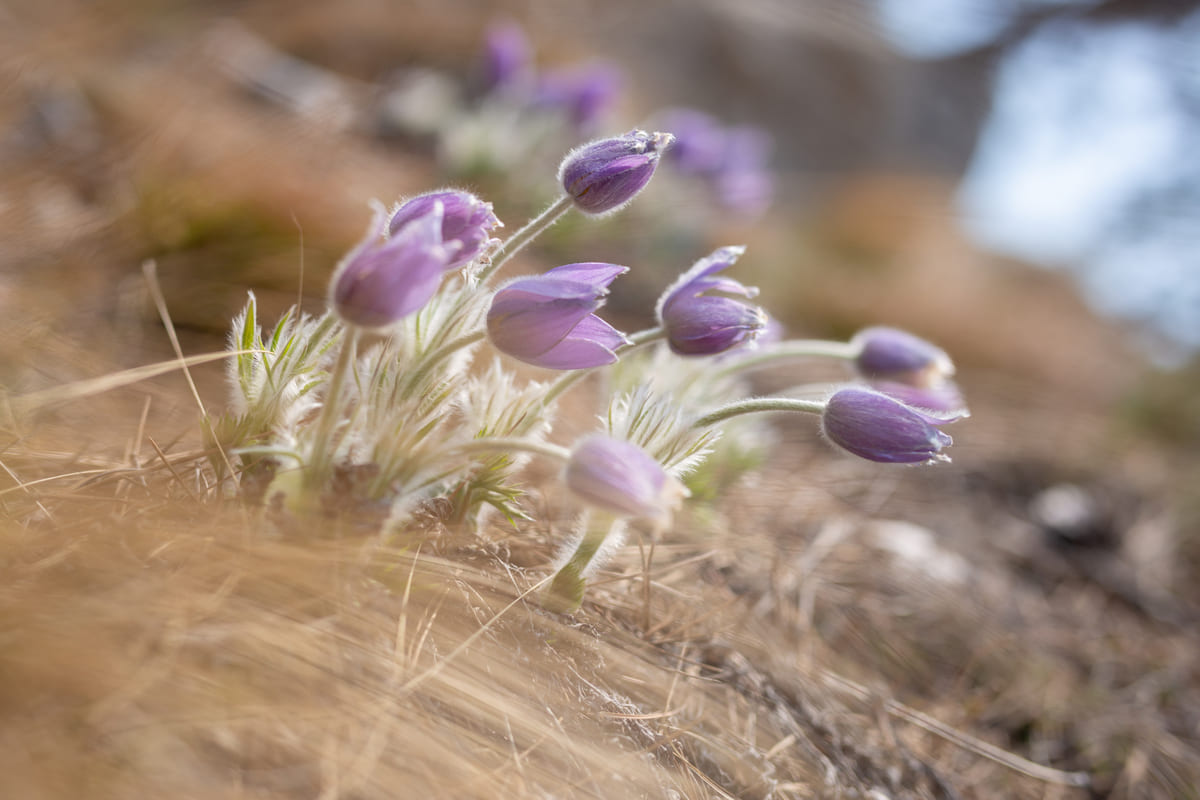 Сон-трава - весенний крымский первоцвет