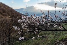 цветет миндаль в Крыму на горе демерджи в долине привидений весной