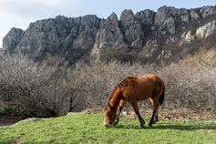 лошадь на солнечной поляне на горе демерджи в Крыму