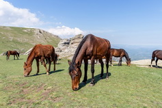 табун лошадей на горе демерджи весной в Крыму
