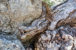 дракон из дерева в скале ставри-кая