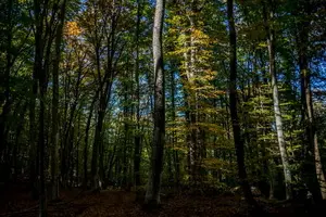 лес осень в Крыму