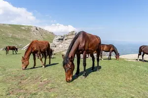 лошади на горе Демерджи