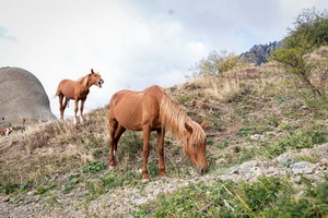 лошади на солнечной поляне Демерджи