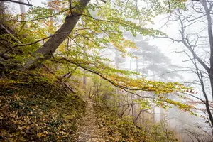 осень на тарактшской тропе в лесу
