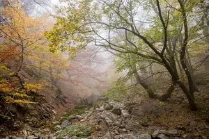 осень в лесном Крыму