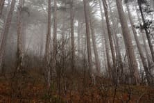 лес в тумане на боткинской тропе в Крыму над ялтой фото