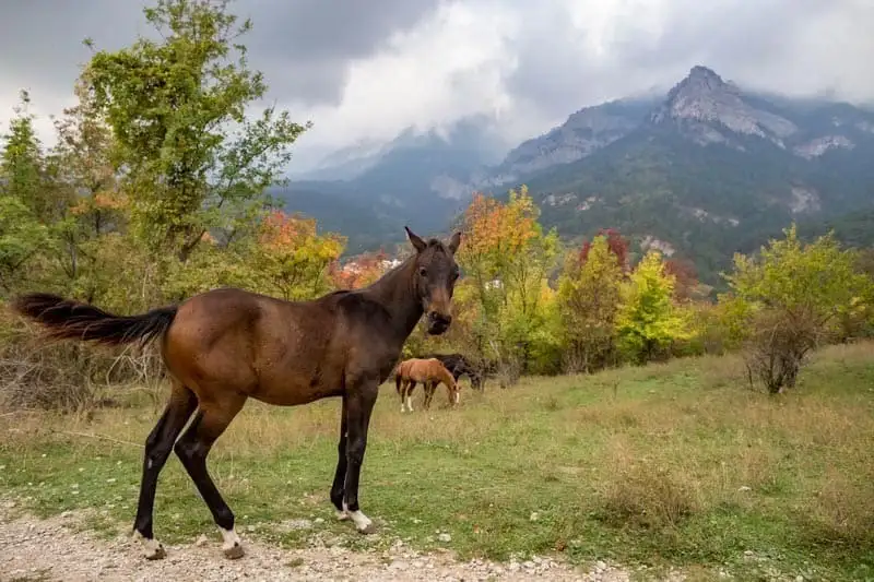 Лошадь пасется на фоне Крымских гор