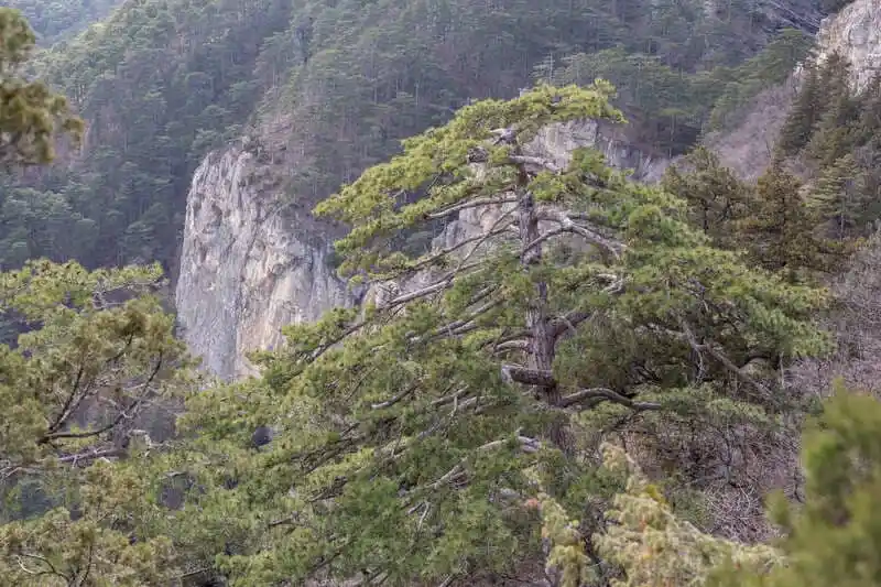 вид на водопад учан-су с боткинской тропы в Крыму над ялтой