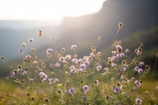 Цветы на горе Демерджи на закате