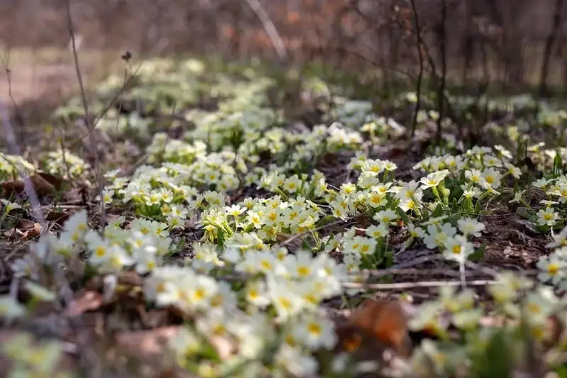 цветы в горах Крыма - примула