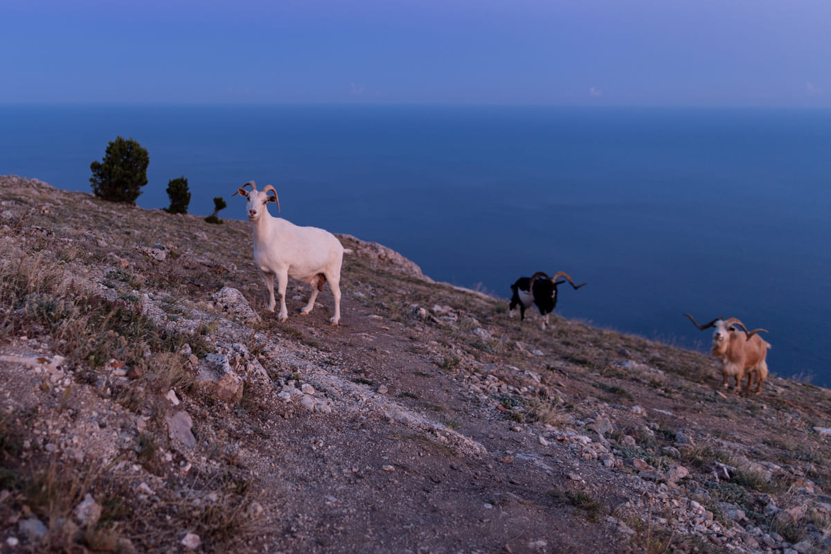 Дикие козы на горе Ильяс-Кая провожают закат