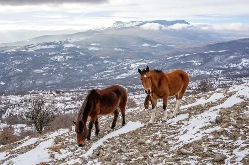 Лошади на горе Демерджи в снегу