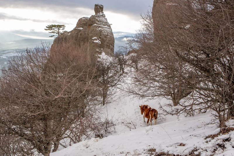 Лошади зимой в горах на Демерджи