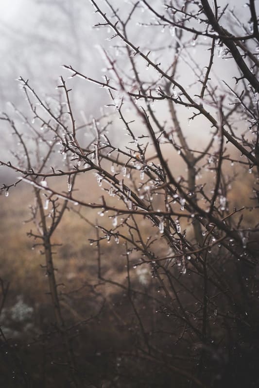изморозь на ветках деревьев фотография природы Крыма
