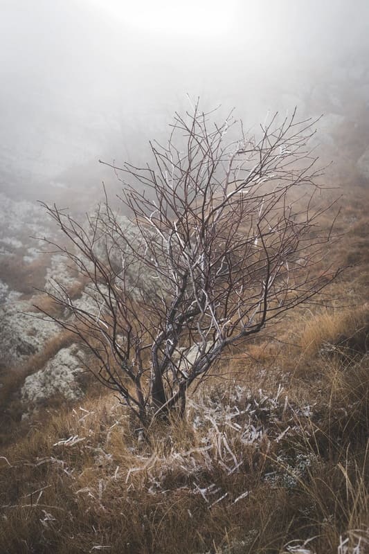 подмерзшее дерево в горном Крыму природа и пейзажи Крыма