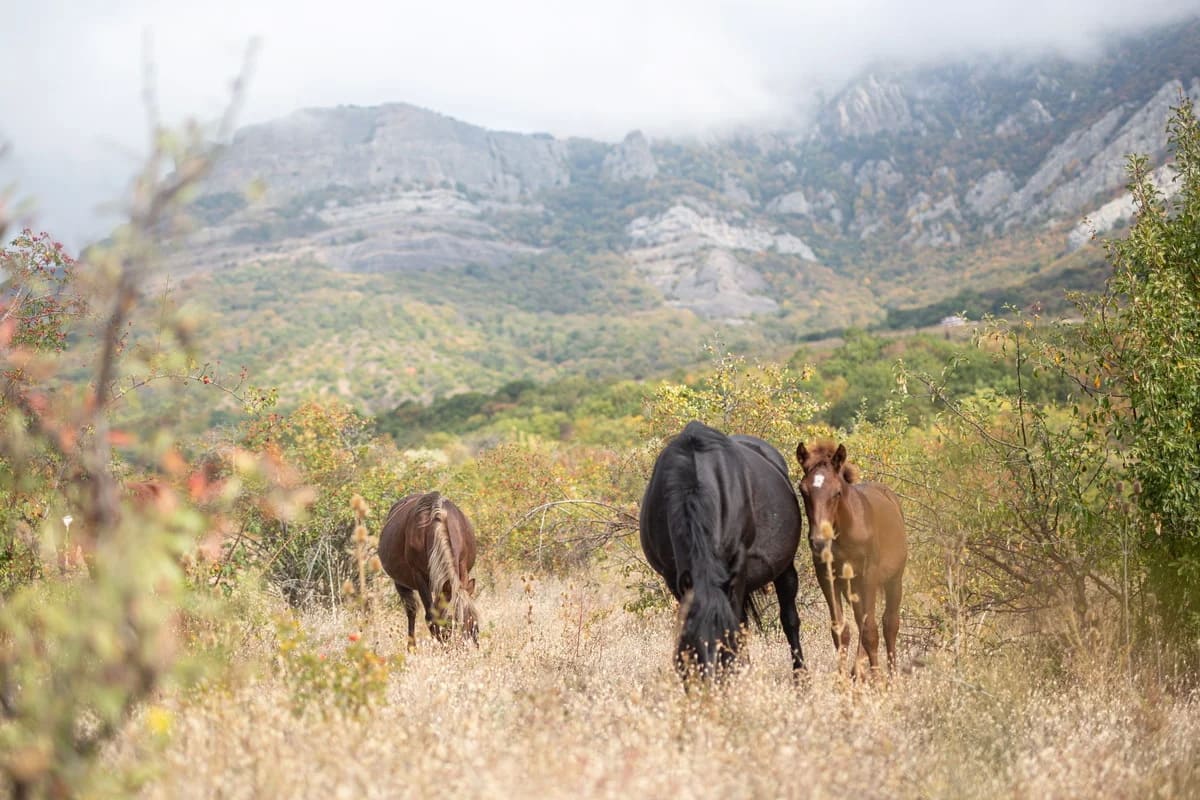 лошади пасуться у горы Демерджи в Крыму фотография