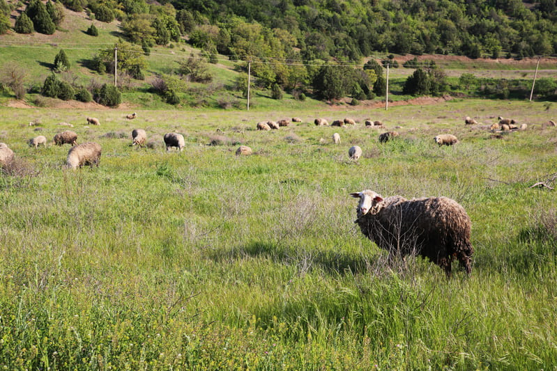 Пастбище овец около поселка Веселое