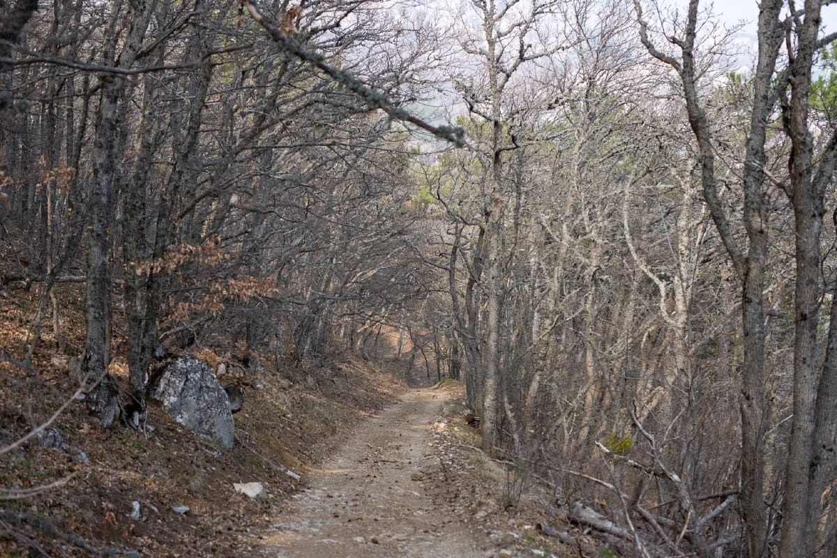 лес в горах Крыма фото иля клычев