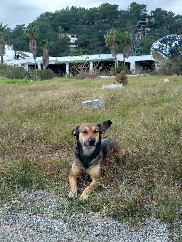 Добрый собаки в Турции на тропах