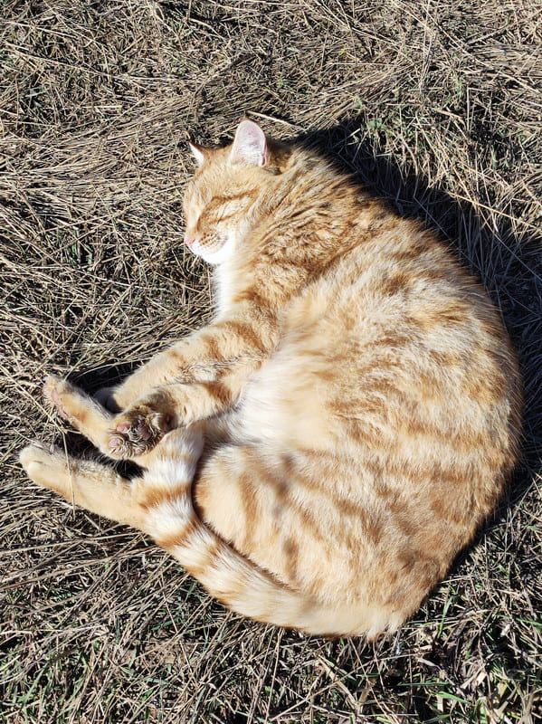 Весенний кот греется на солнце в Крыму