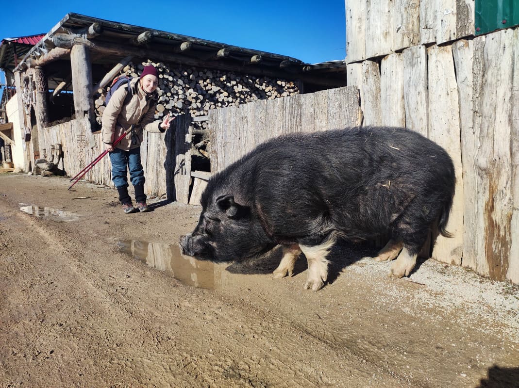 Аня позирует рядом с большой свиньей в парке Викинг