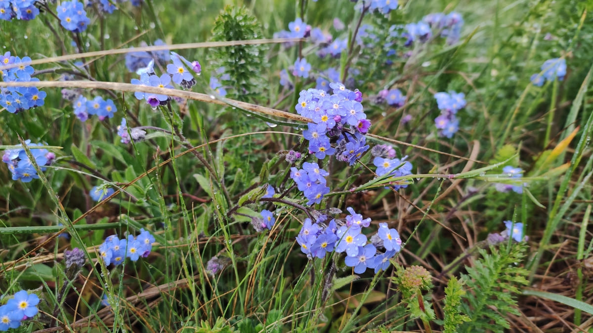 Весенние цветы на горе Демерджи