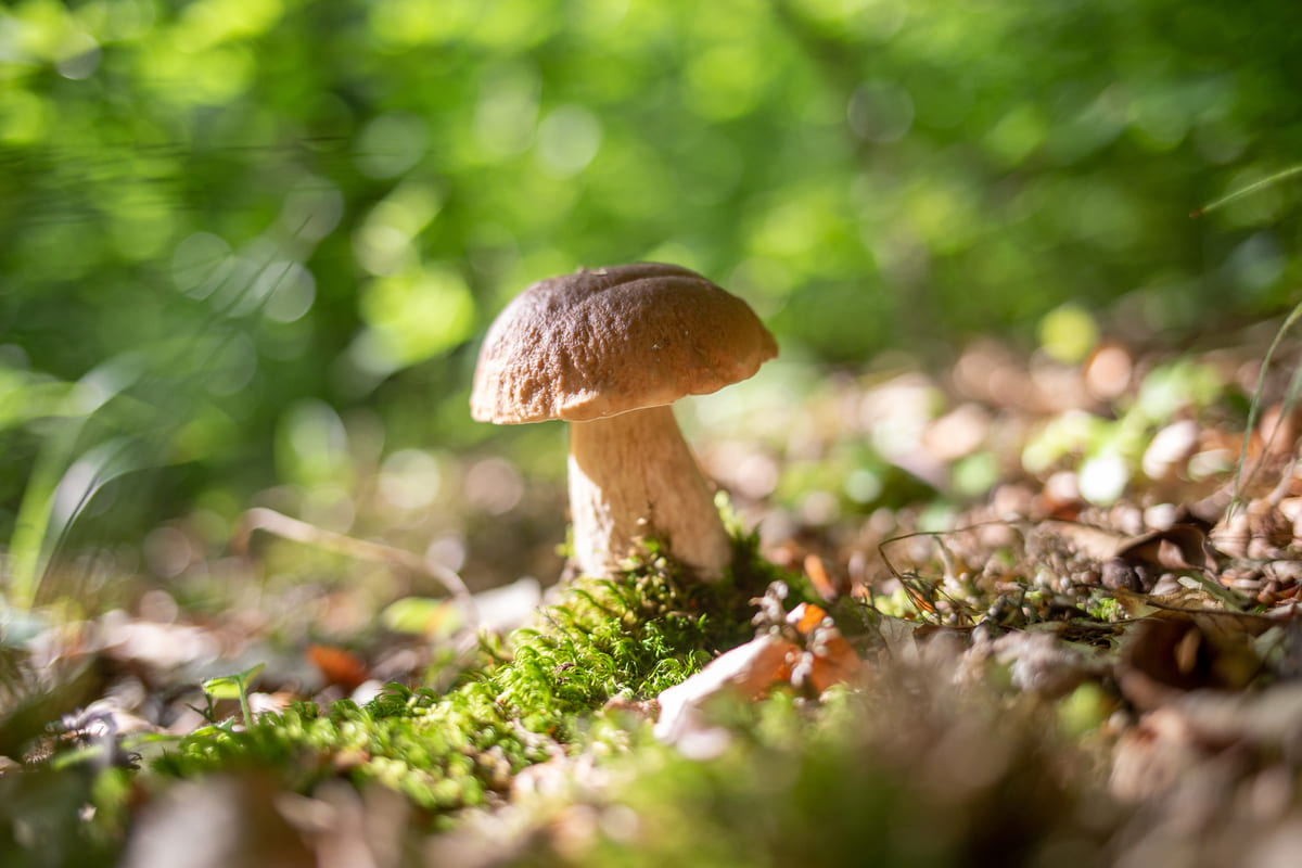 Белые грибы в горах и лесах Крыма