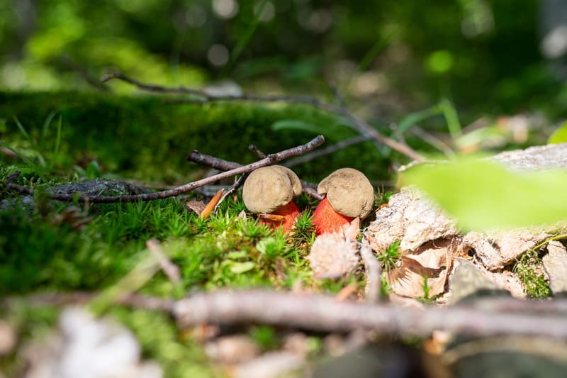 Какие грибы можно увидеть в Крыму