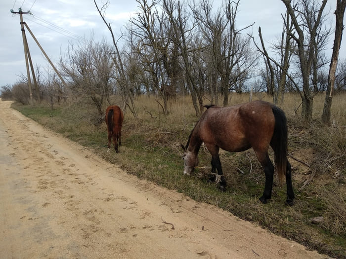 Лошади на дороге к Щелкино