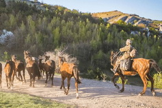 Табун лошадей в Крыму на горе Демерджи