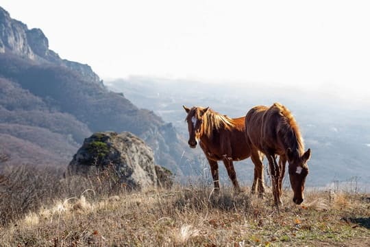 Стадо лошадей пасуться на горе козырек в Крыму