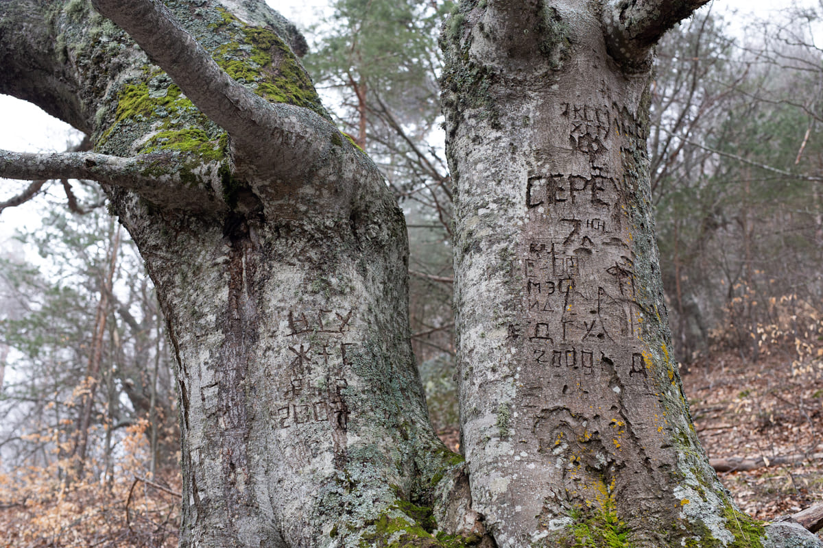 Старые надписи на деревьях в лесу