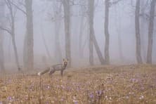 Неожиданная встреча с дикой лисой на горе Демерджи в Крыму